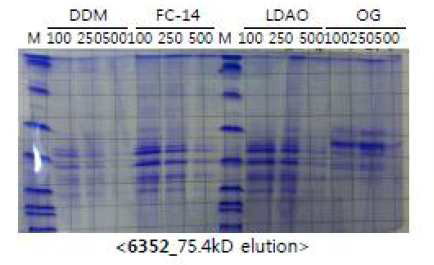 CD5 단백질 생산 테스트