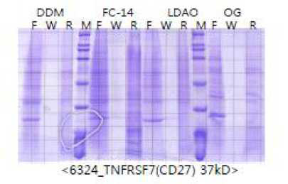 CD27 생산량 테스트