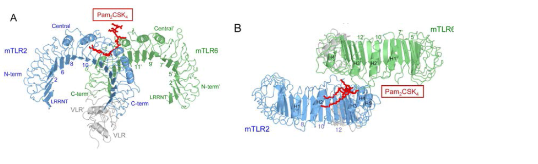 TLR2-TLR6-diacyl lipopeptide 결합체 구조