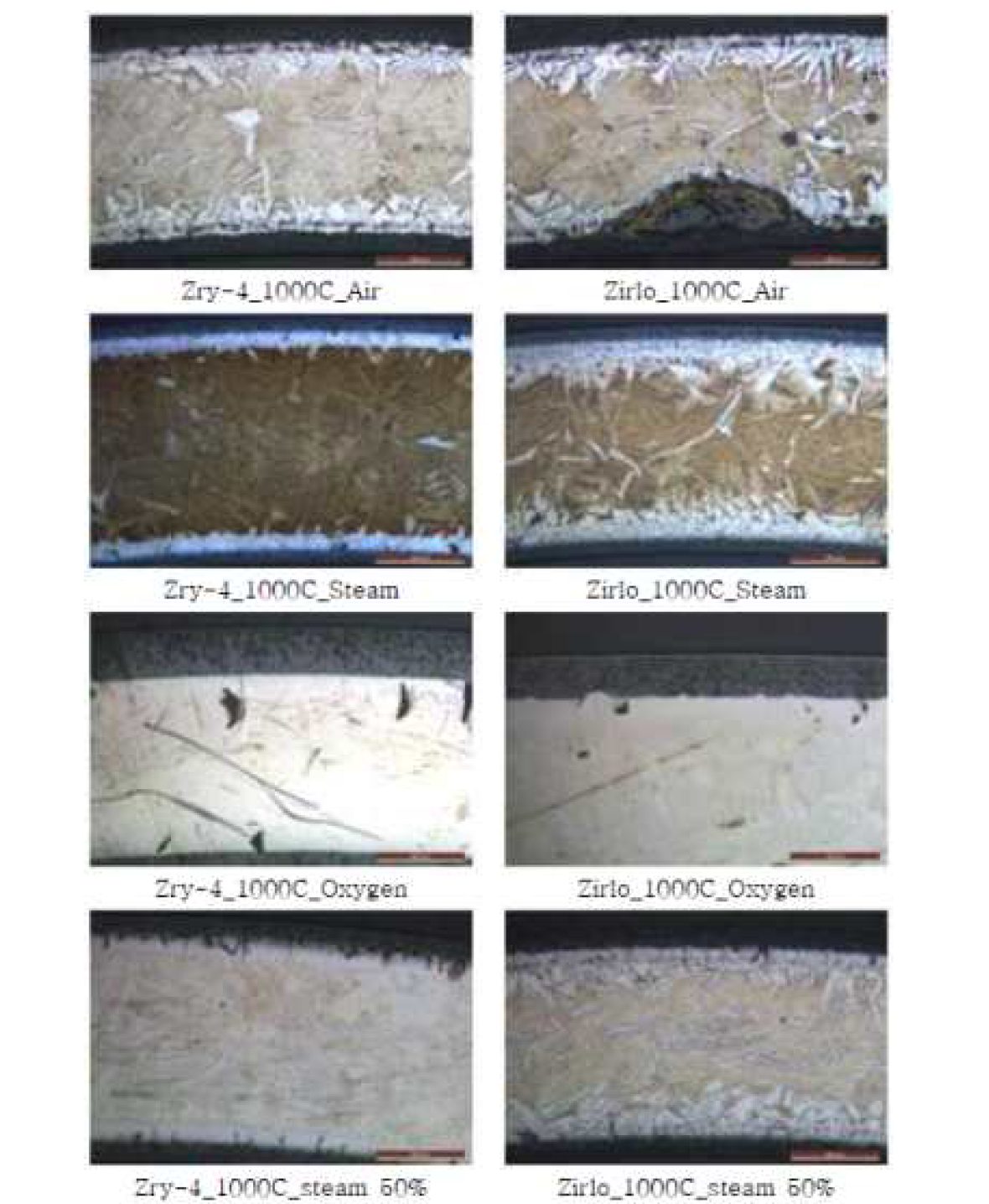 1000℃에서 주변기체별 산화된 시편의 OM 사진