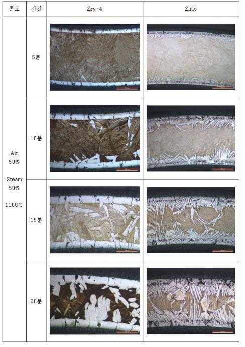 1100C에서 공기50% : 수증기50% 혼합기체에서 산화된 시편의 OM 사진