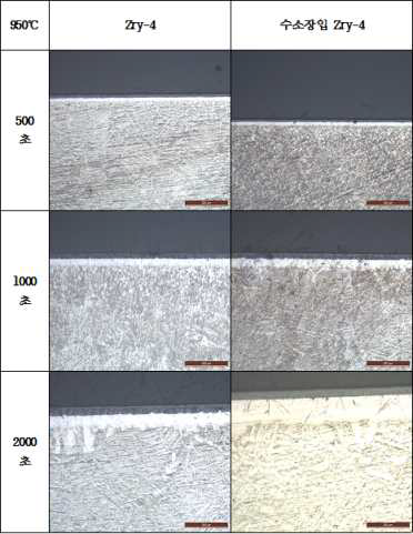 950℃ 대기압·수증기 분위기에서의 Zry-4 피복관의 미세구조(OM)-1