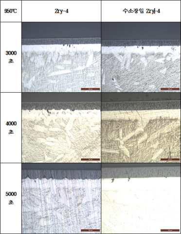 950℃ 대기압·수증기 분위기에서의 Zry-4 피복관의 미세구조(OM)-2