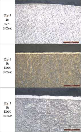 Zry-4의 각 온도별 질소 분위기에서 산화 후 시편의 미세구조.