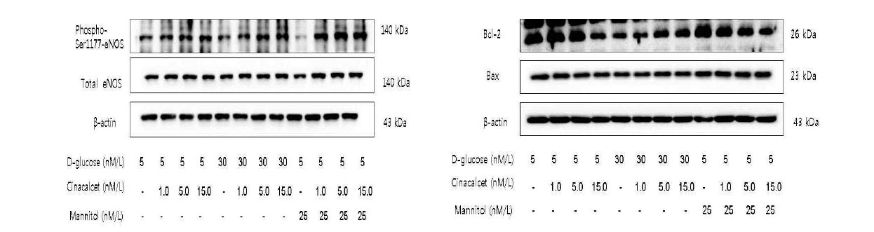 사구체 혈관내피세포에서 고농도 당에서 cinacalcet의 eNOS와 Bcl-2/Bax 발현에 대한 효과.