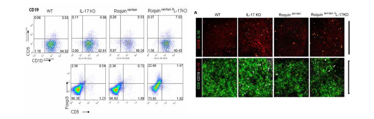 Roquinsan/san에서 IL-17 억제에 의한 IL-10 발현 조절 Breg 세포의 활성