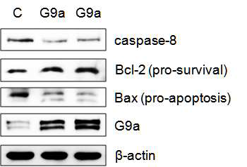 G9a에 의한 세포사멸관련 단백질들의 변화
