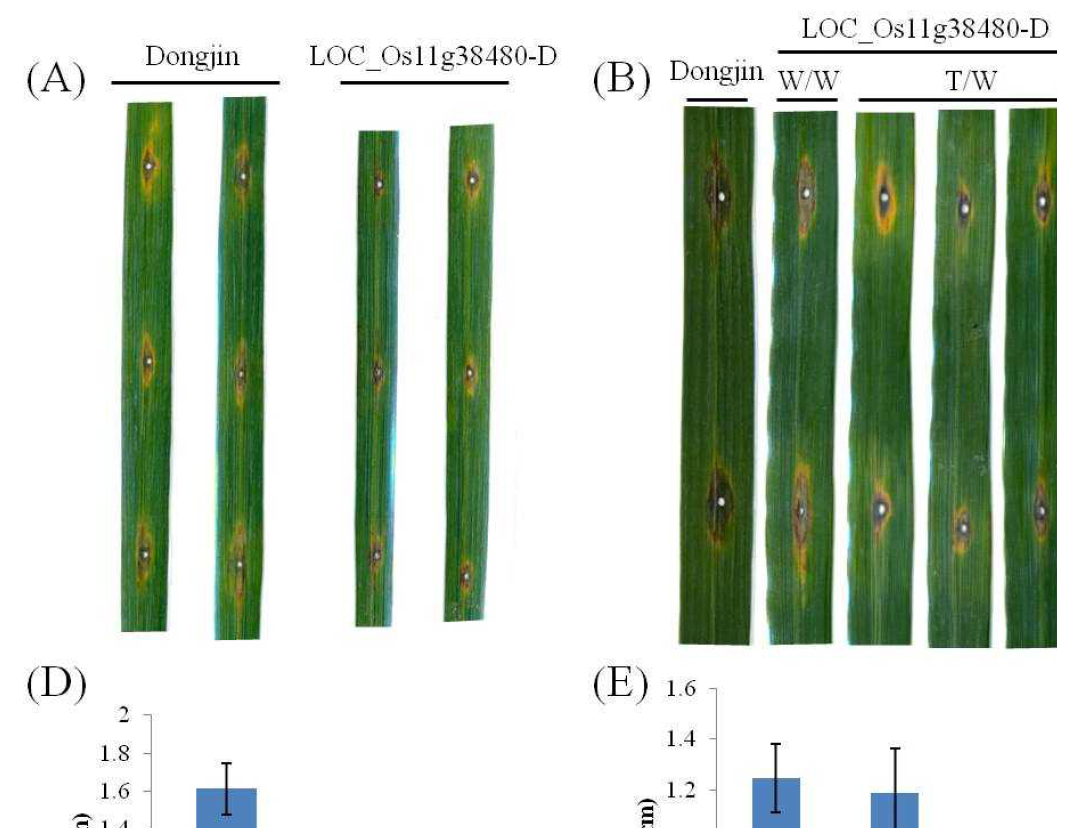 OsISA1 매개 NB-LRR 면역 센서 유전자(LOC_Os11g38480)의 활성화 돌연변이에 이병성인 PO6-6(A, D), KI215(B, E)와 R01-1(C, F) 접종 결과. 세 균주 모두에 대하여 LOC_Os11g38480 유전자 활성화 돌연변이는 증가된 저항성을 나타냄.
