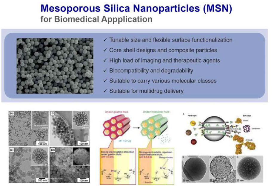 생체적용 메조포러스실리카 나노입자 약물전달시스템 활용 예