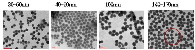 사이즈별 MSN 나노입자의 TEM 사진.