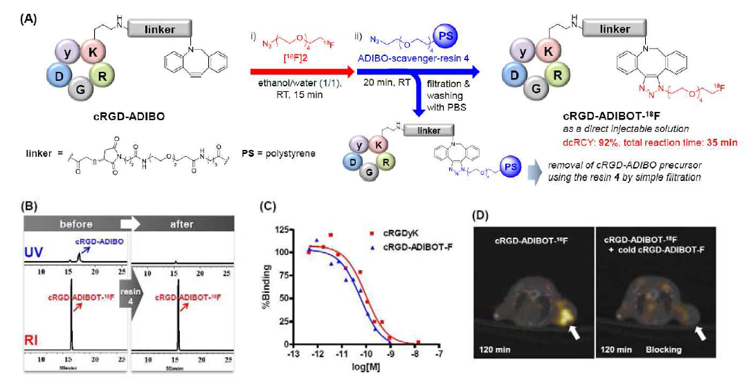 (A) Cu Free click chemistry를 이용한 RGD peptide 표지 및 정제방법 (B) HPLC 분석 결과 (C) In vitro 결과 (D) cRGD-ADIBOT-18F 의 microPET-CT image