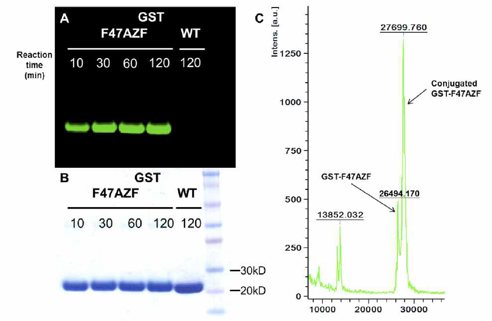 (A, B) 아지드 기-함유 비천연미노산을 포함하는 글루타치온-S-전이효 소가 표지시약(labeling reagent)인 Cy5.5-ADIBO 에 의하여 표지되었음을 보여 주는 분석결과. (C) 세포 조추출물에 포함된 아지드 기-함유 비천연 아미노산을 포함하는 글루타치온-S-전이효소의 표지 및 분석 결과.