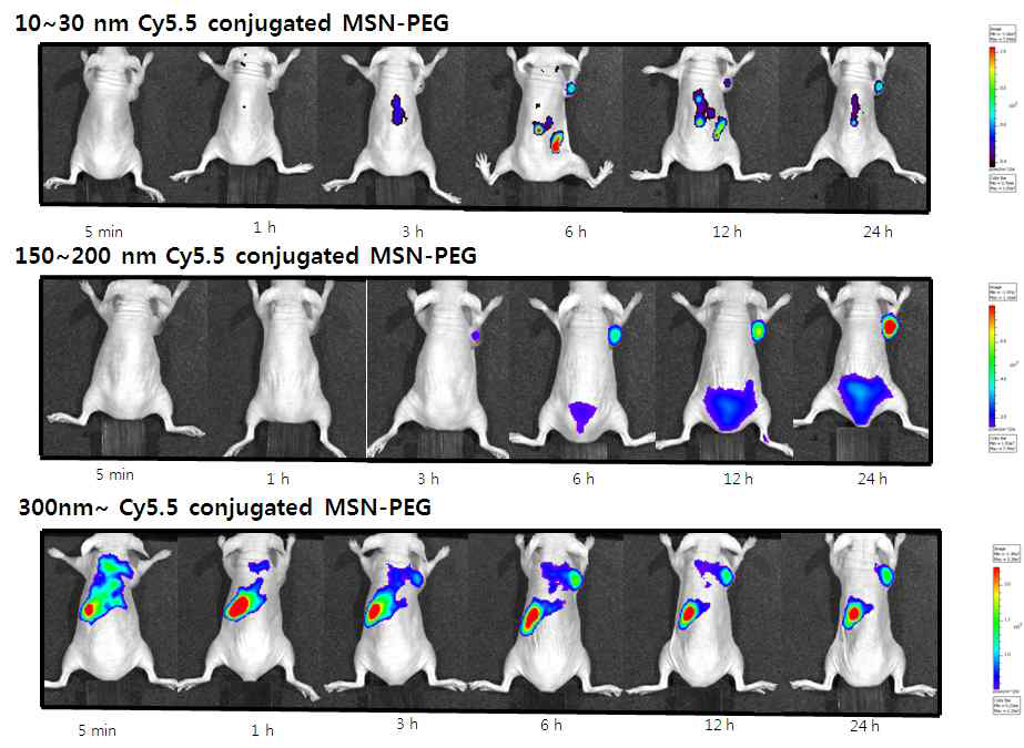 U87MG 종양모델에 크기별 MSN 나노 입자를 정맥주사 한 후 광학영상