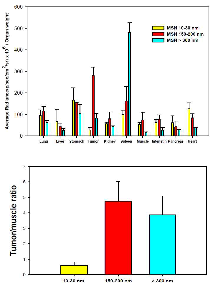 파티클에 따른 각 장기의 Average Radiance/weight 분석 그래프와 Tumor/muscle ratio 비교 그래프