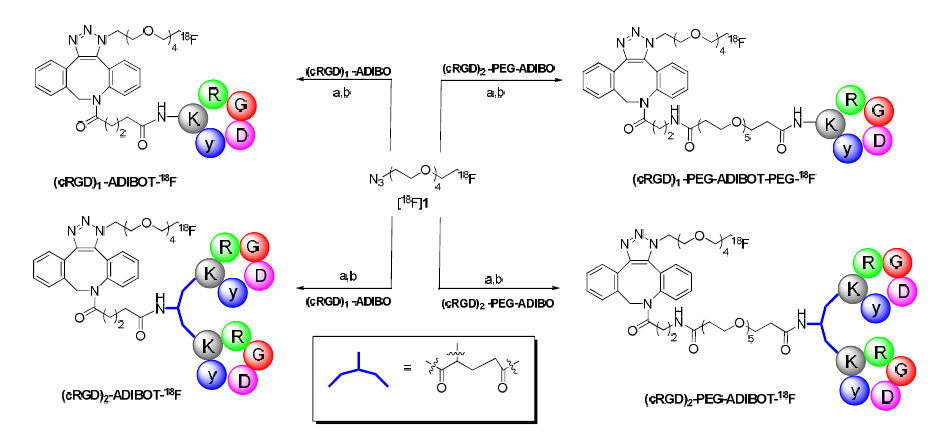 클릭 반응을 이용한 4종류의 F-18로 표지된 RGD 유도체.