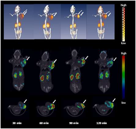 1.8 MBq 의 cRGD2-ADIBOT-18F을 i.v.인젝션한 마우스를 30, 60, 90, 120분으로 micro PET/CT 이미지.