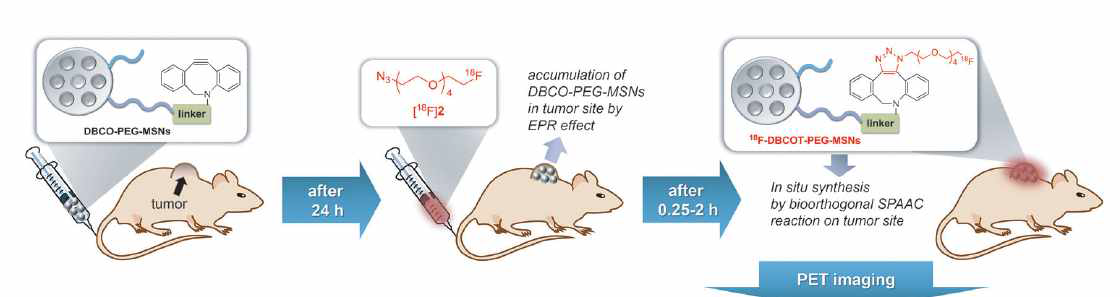 DBCO-PEG-MSNs-cyclooctyne 나노입자의 Pretargeting 종양이식한 마우스 실험 모식도