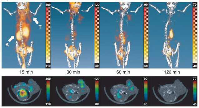 U87MG 종양 마우스 모델에 Free N3-PEG4-18F 을 주사한 후의 PET 영상사진