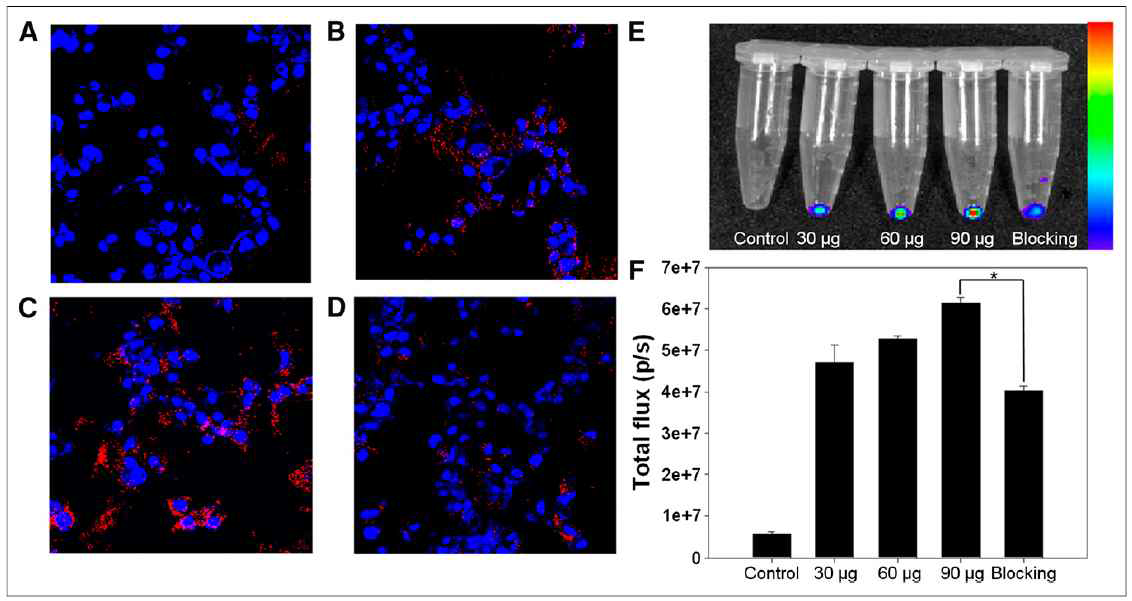 cMBP-GA-ATP-산화철 나노입자의 종양 세포 섭취 및 억제 실험 연구, 30 µg의 cMBP-GA-ATP를 사용한 경우 (A) 60 μg의 cMBP-GA-ATP를 사용한 경우 (B) 90 μg의 cMBP-GA-ATP를 사용한 경우 (C) 90 μg의 cMBP-GA-ATP를 cMBP와 같이 사용하여 억 제실험 한 경우 (D) cMBP-GA-ATP 의 사용량에 따른 형광 영상 실험 (E) IVIS 프로그램 을 사용하여 ROI 부근의 total flux 값을 계산하여 도표화 (F)