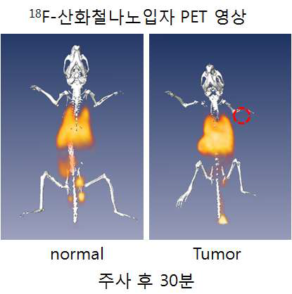 18F-산화철나노입자의 종양모델과 normal 모델에서의 PET 영상 (빨간 점선이 종양)