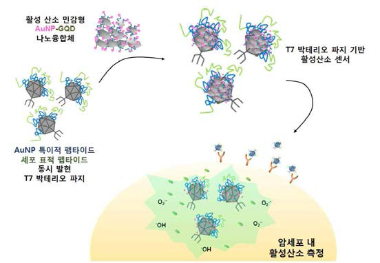 체내 활성 산소 바이오 센서 개발 전략 모식도