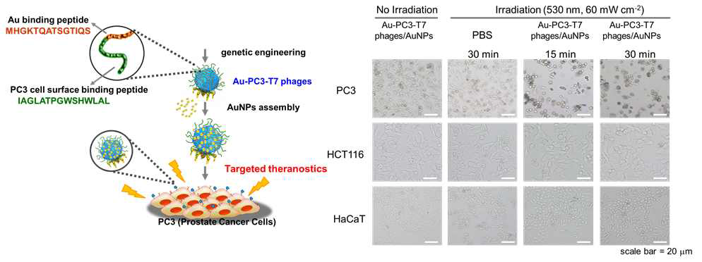AuNP 및 PC3 결합력을 갖는 펩타이드가 발현된 T7 바이러스를 활용한 광열치료