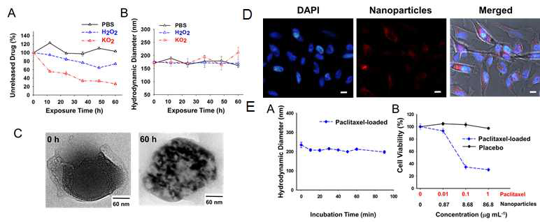 (A) ROS에 의한 약물방출 효능 (B) ROS에 의한 나노입자의 크기 변화 측정 결과 및 (C) TEM 이미지. (D) 나노입자의 세포 내 유입 결과 (E) 나노입자에 의한 항암 세포 독성