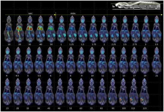 마우스에서 F-18-SNUBH-NM-333 전신 연속 microPET 영상
