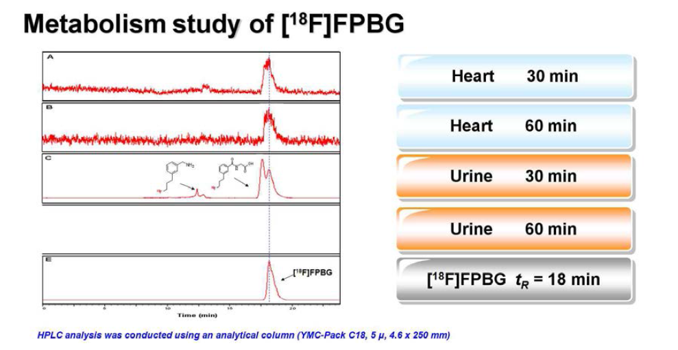 F-18 Guanidine의 체내대사물질 확인
