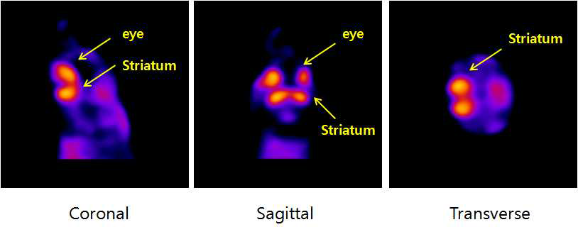 3-[18F]F-CP118,954의 microPET 영상