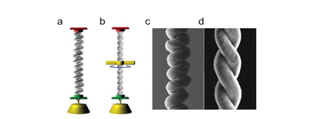 하이브리드 인공근육의 모식도(a,b) 및 주사전자현미경 영상(c,d).