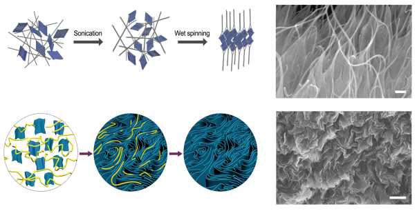 하이브리드 복합체 섬유 제조 시 그래핀과 탄소나노튜브가 물리화학적으로 결합하여 자기정렬되는 과정의 모식도 및 주사전자현미경 사진(위) 주름구조를 갖는 그래핀을 이용하여 제조된 그래핀 섬유 형성 과정 모식도 및 주사전자현미경 사진(아래).