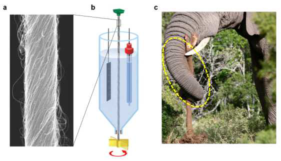 (a) 탄소나노튜브를 꼬아 만든 회전형 인공근육 (직경: 3.8 μm). (b) 전기 화학 반응에 의해 회전하는 탄소나노튜브 인공근육. (c) 회전형 인공근육은 코끼리 코의 회전 움직임을 생체모방함.