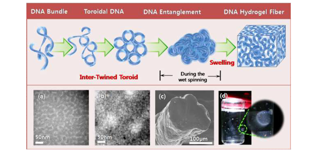 Ionic liquid를 이용한 DNA hydrogel fiber의 형성과정.