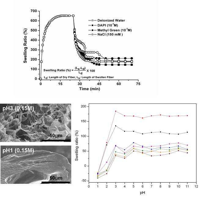 수용액상에서의 팽윤에 따른 DNA fiber의 linear strain 변화율과 pH 및 slat 농도에 따른 strain 변화율 및 내부 구조 변화.