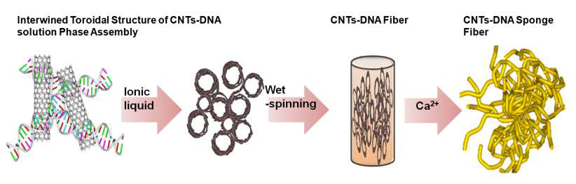 DNA-탄소나노튜브로 구성된 나노와이어 구조의 다공성 하이드로겔 인공근육 제조 과정.