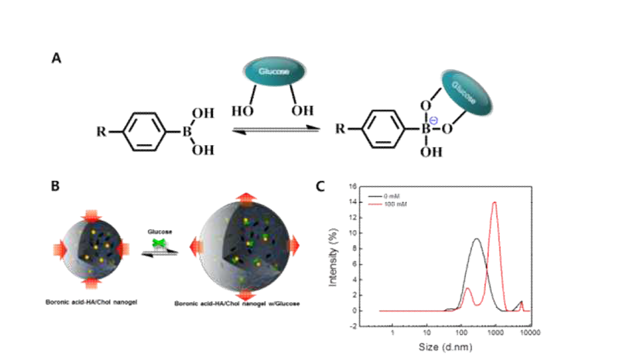 (a) 보론산과 포도당의 가역적 결합 원리. (b) 보론산과 포도당의 결합을 통한 나노파티클 수축/팽윤 메커니즘. (c) 포도당 농도에 따른 나노파티클의 직경변화를 보여주는 Dynamic Light Scattering 데이터.