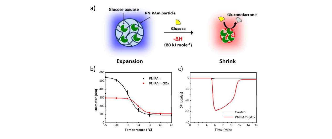 (a) 효소 고정된 하이드로겔 나노파티클의 생화학반응에 의한 상전이 메커니즘. (b) 효소 고정된 PNIPAM 하이드로겔 및 PNIPAM 단일 하이드로겔의 상전이 온도 및 입자 크기 변화. (c) 등온적정열량계(isothermal titration calorimeter)를 이용한 나노파티클에 고정된 포도당 산화효소와 기질간의 발열반응 측정.