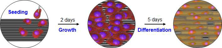 한 방향으로 배열된 탄소나노튜브 시트 표면에서의 세포배양 및 분화된 근관세포(myotube).