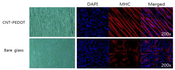 CNT-PEDOT 나노멤브레인 및 일반적인 유리 슬라이드 표면에서 배양한 mouse 유래 근육모세포(C2C12)의 근관세포(myotube) 분화양상의 광학현미경(좌) 및 형광현미경(우) 사진. 하이브리드 나노멤브레인에서 일반적인 유리 슬라이드 표면에서보다 높은 배열성을 보여줌.