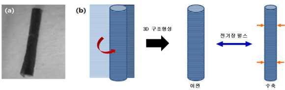 하이브리드 생체인공근육의 육안사진(a)과 제조과정 및 근수축 현상의 도식화 그림(b). CNT-PEDOT 표면에 생체근육을 배양시킨 하이브리드 생체인공근육은 myotube가 분화된 수직방향으로 말려들어가며 튜브 형성을 이루며, 전기장 펄스에 따라 직경이 변화하는 수축/팽창 운동을 보여줌.