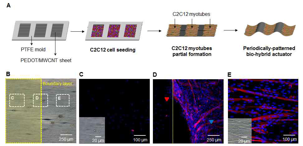 (a) 격자 패턴을 갖는 하이브리드 인공근육 제조방법. (b) 격자사이의 경계면 현미경 사진. (c) 세포가 없는 부분의 형광현미경 사진. (d) 세포가 자란 부위와 세포가 없는 부위의 경계선 형광현미경 사진. (e) 세포가 존재하는 시트 표면의 형광 현미경 사진.