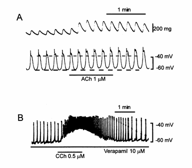 신경전달물질인 아세틸콜린(acetylcholine, ACh) 및 유사물질인 carbachol(CCh)가 isometric contraction 및 전기적 활동에 미치는 영향.