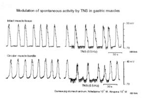 위평활근에서 transmural nerve stimulation(TNS)에 의한 자발적인 활동의 조절.