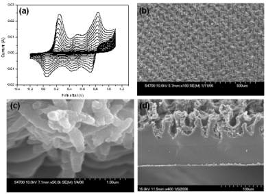(a) 키토산/폴리아닐린 필름 제조 과정 중 폴리아닐린 중합도에 따른 순환 전압전류 피크. (b) 균일한 패턴을 가지는 폴리아닐린 표면. (c) 폴리아닐린 표면 확대 사진에서 나노 크기의 폴리아닐린 결정. (d) 필름단면의 주사현미경 사진.