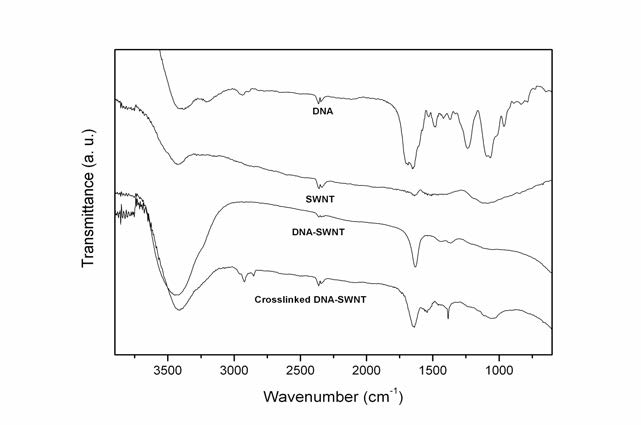 DNA/탄소나노튜브 가교 확인을 위한 FT-IR분석 데이터.
