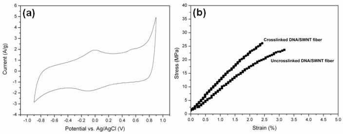 (a) 가교된 DNA/탄소나노튜브의 순환전압전류 특성. (b) DNA/탄소나노 튜브 복합체 섬유의 가교 유무에 따른 기계적 특성 데이터.
