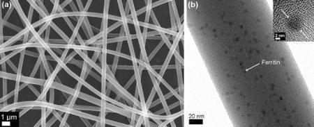 (a) 균일한 직경과 표면 형상을 갖는 PVA/페리틴 나노섬유 복합체 주사 전자현미경 사진. (b) 나노섬유 복합체 내에서 페리틴의 균일한 분포를 보여주는 투과전자현미경 사진. 삽입 사진은 확대된 투과전자현미경 이미지로서 페리틴의 직경이 ~6 nm임을 보여준다.