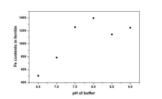버퍼용액의 pH에 따른 Co 페리틴의 함유량 변화.