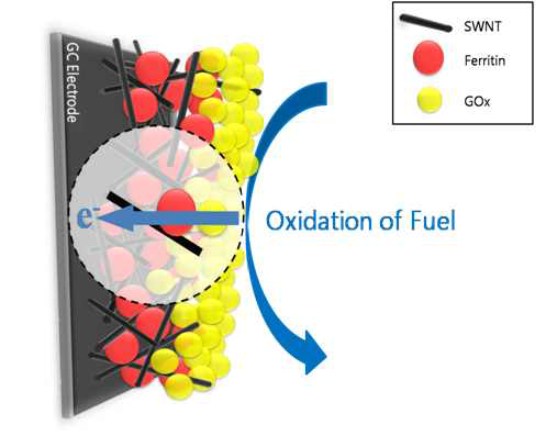 페리틴/탄소나노튜브 복합체를 기반으로 하는 바이오 연료전지 산화전극 모식도.